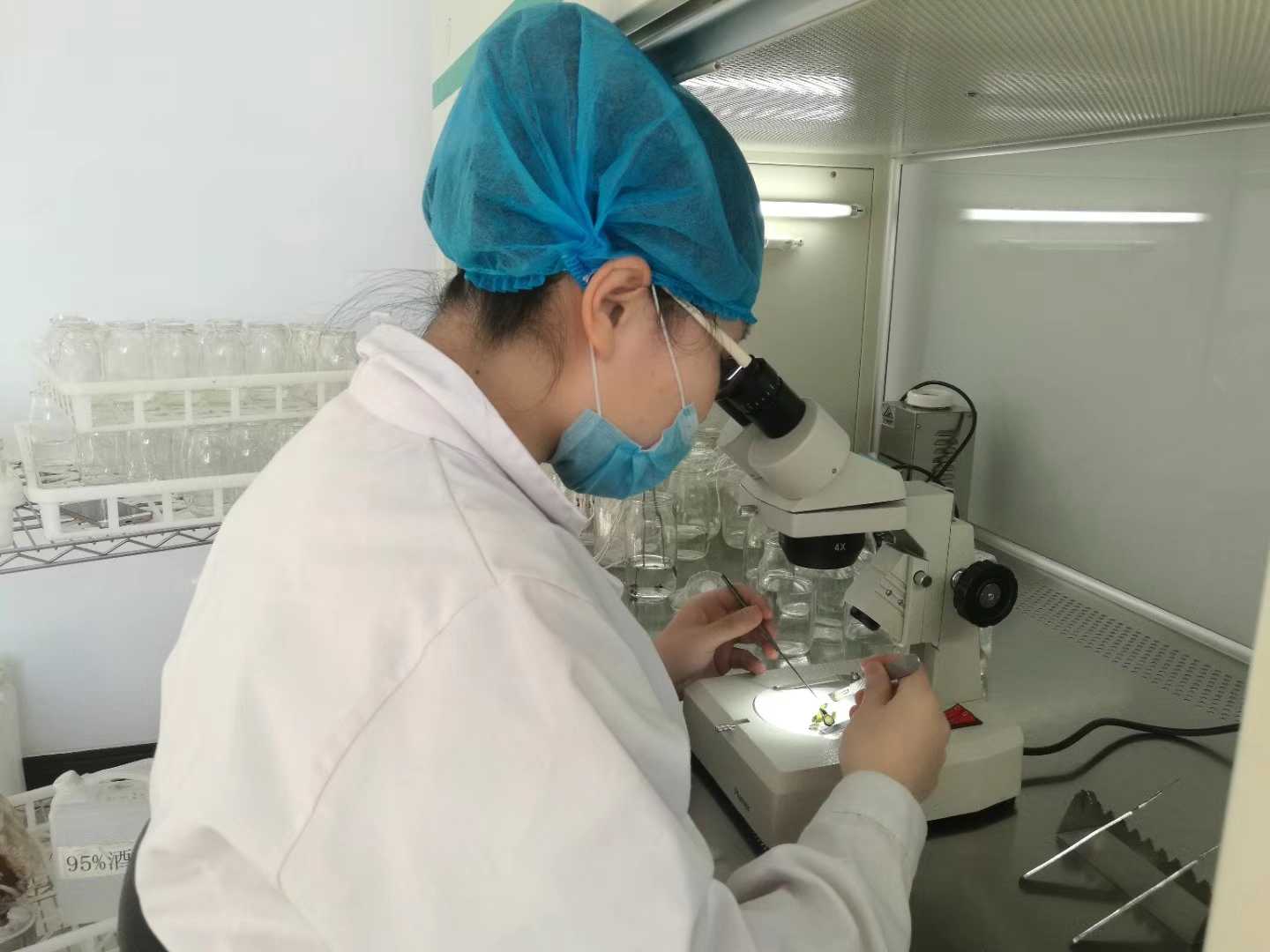 精东传媒app下载免费苗，精东传媒app下载免费，组织培养